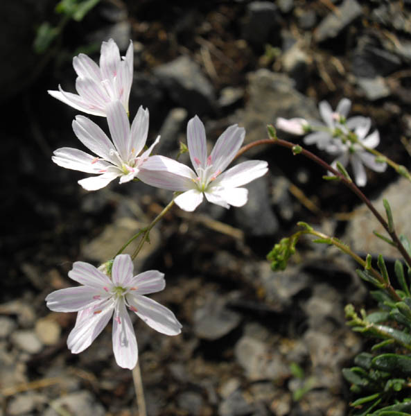 Lewisia columbiana 'Alba' photo